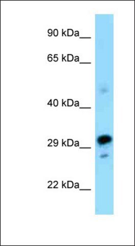 Anti-NRBF2 antibody produced in rabbit