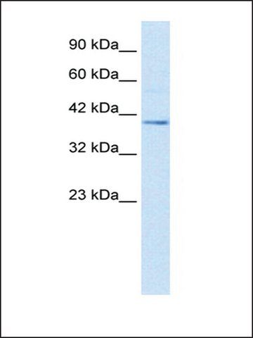 Anti-NUCB2 (AB1) antibody produced in rabbit