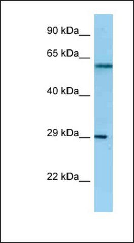 Anti-NSL1 antibody produced in rabbit