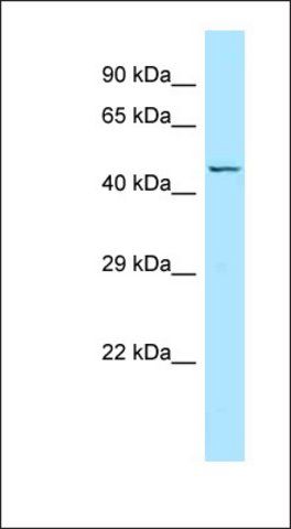 Anti-NTSR2 antibody produced in rabbit