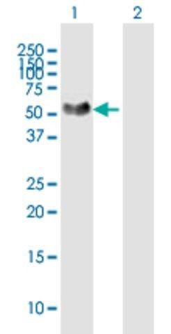 Anti-NTNG1 antibody produced in mouse