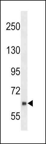 ANTI-NYREN18(N-TERMINAL) antibody produced in rabbit