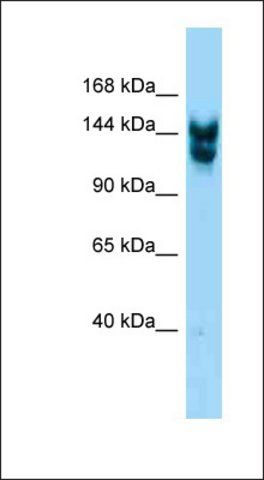 Anti-NUP160 antibody produced in rabbit