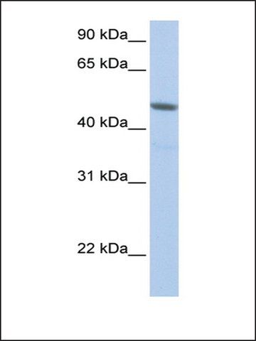 Anti-NXF3 antibody produced in rabbit