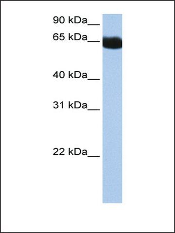 Anti-NSUN6 (AB1) antibody produced in rabbit