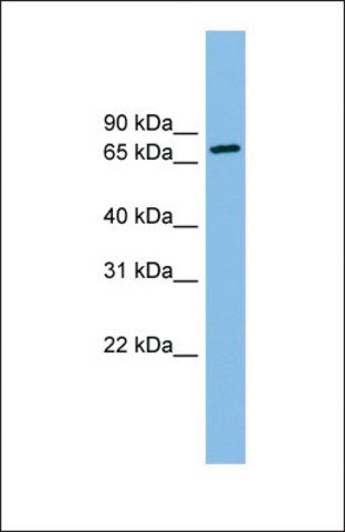 Anti-ODF2, (N-terminal) antibody produced in rabbit