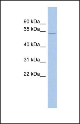 Anti-ODF2L antibody produced in rabbit