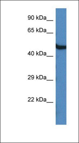 Anti-OASL1 antibody produced in rabbit