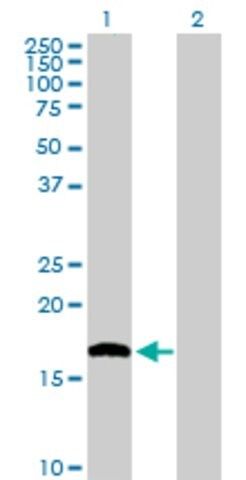 Anti-NUDT1 antibody produced in rabbit