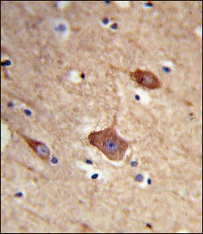 ANTI-NXPH1 (N-TERM) antibody produced in rabbit