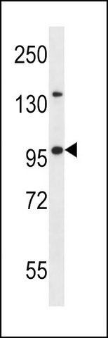 ANTI-NUP88 (C-TERM) antibody produced in rabbit