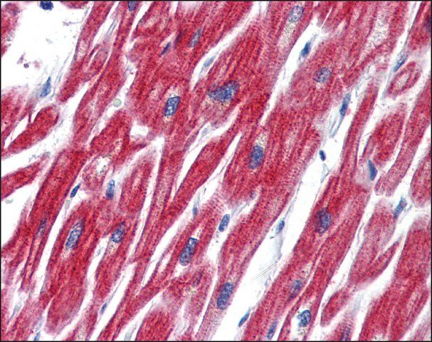 Anti-OLFM4 antibody produced in rabbit