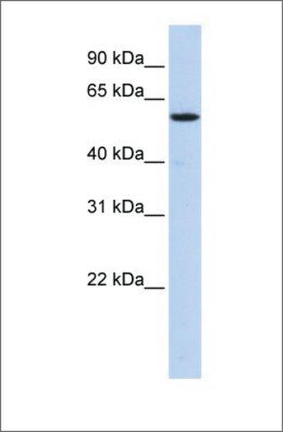 Anti-NUFIP1 antibody produced in rabbit