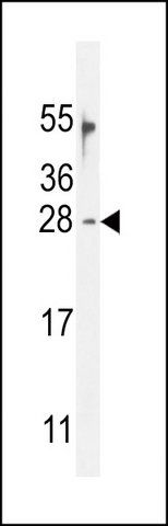 ANTI-OAZ2 (C-TERM) antibody produced in rabbit