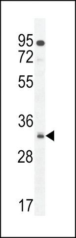 ANTI-NUSAP (N-TERMINAL) antibody produced in rabbit