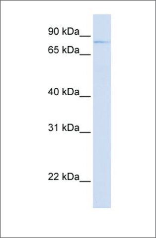 Anti-OLFML2B antibody produced in rabbit