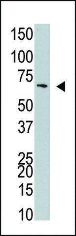 ANTI-NYREN18(C-TERMINAL) antibody produced in rabbit