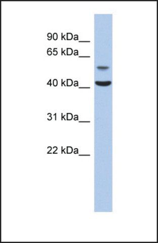 Anti-OLFML1, (N-terminal) antibody produced in rabbit