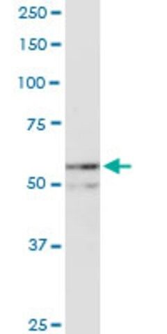 Anti-NUP54 antibody produced in rabbit