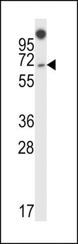 ANTI-NUMBL(C-TERMINAL) antibody produced in rabbit