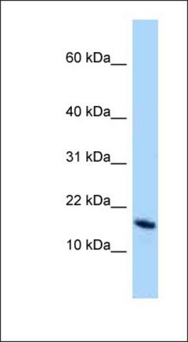 Anti-OCIAD2 antibody produced in rabbit