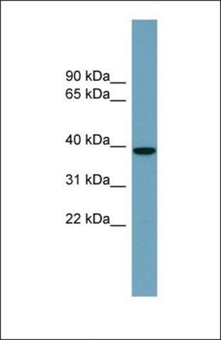 Anti-NUDCD3 antibody produced in rabbit