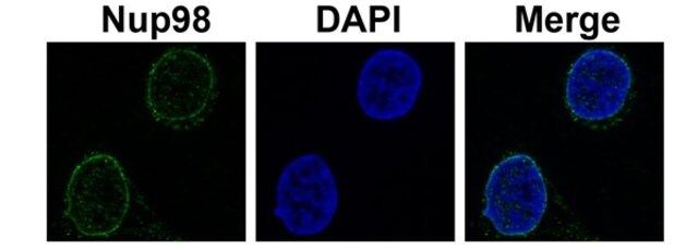 Anti-NUP98 antibody produced in rabbit