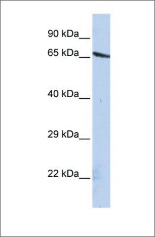 Anti-OLFML2A antibody produced in rabbit