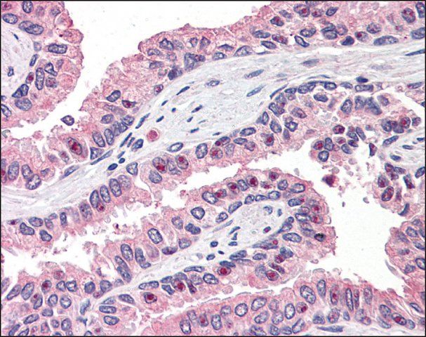 Anti-OLFM4 antibody produced in rabbit