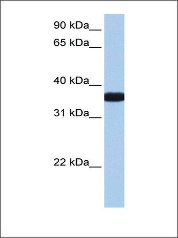 Anti-OCEL1 antibody produced in rabbit