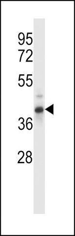 ANTI-OAF (N-TERM) antibody produced in rabbit