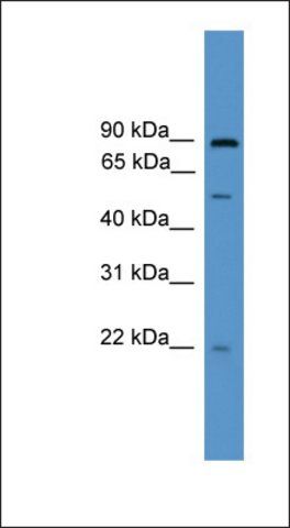 Anti-OAZ3 antibody produced in rabbit