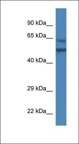 Anti-OLFM3 antibody produced in rabbit