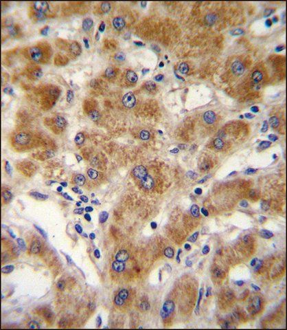 ANTI-ODF3B (N-TERM) antibody produced in rabbit