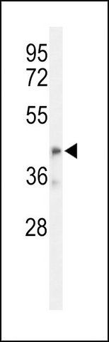 ANTI-OLFML3 (CENTER) antibody produced in rabbit