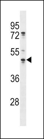 ANTI-OLA1(N-TERMINAL) antibody produced in rabbit