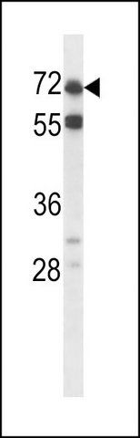 ANTI-ORC2L (CENTER) antibody produced in rabbit