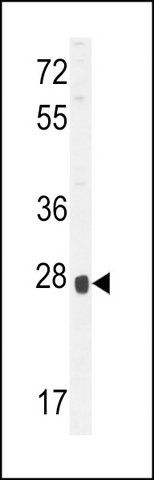 ANTI-OR8B4 (C-TERM) antibody produced in rabbit