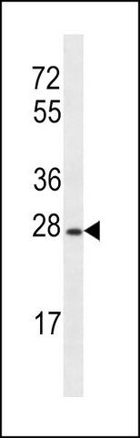 ANTI-OR8B12 (C-TERM) antibody produced in rabbit