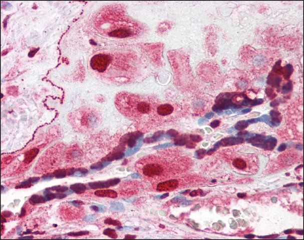 Anti-ORAI3 antibody produced in rabbit