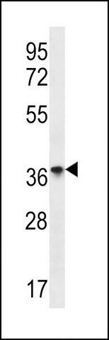 ANTI-OR8D4 (C-TERM) antibody produced in rabbit