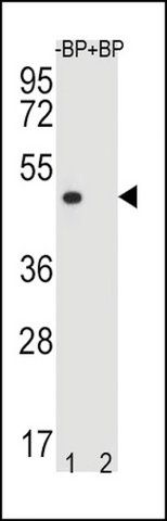 ANTI-OR8K3 (C-TERM) antibody produced in rabbit