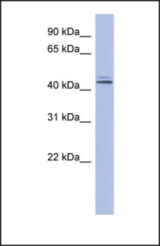 Anti-ORC4L antibody produced in rabbit