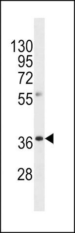 ANTI-OR8A1 (N-TERM) antibody produced in rabbit