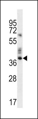 ANTI-OR9K2 (C-TERM) antibody produced in rabbit