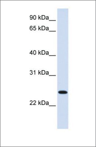 Anti-ORC6L antibody produced in rabbit