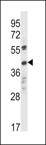 ANTI-OR8K1 (C-TERM) antibody produced in rabbit