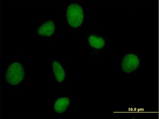 Anti-ORC3L antibody produced in mouse