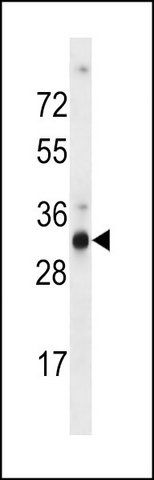 ANTI-OR9G4 (C-TERM) antibody produced in rabbit