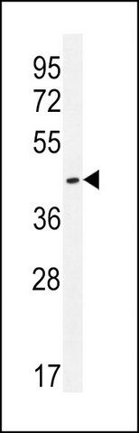 ANTI-OR8H2/OR8H3 (C-TERM) antibody produced in rabbit